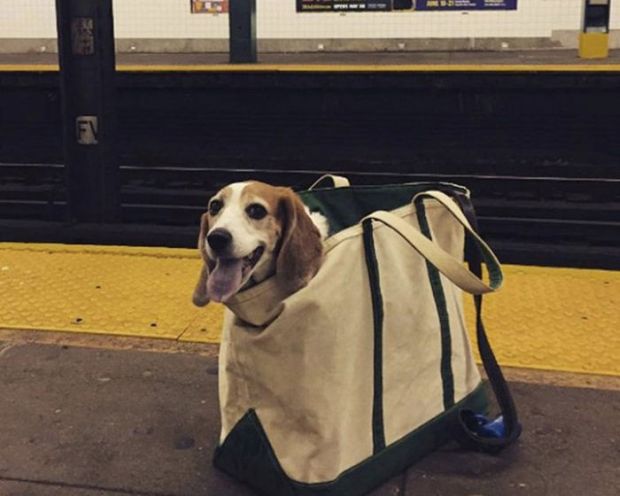 New York People Get Creative After Dogs Got Banned Out Of The Subway