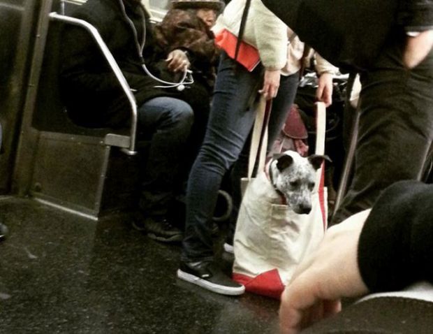 New York People Get Creative After Dogs Got Banned Out Of The Subway