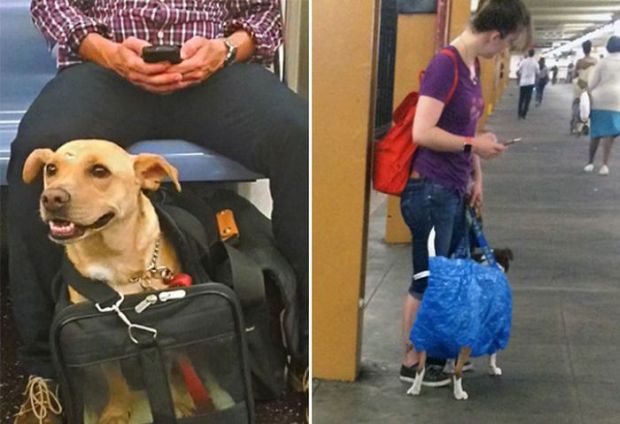 New York People Get Creative After Dogs Got Banned Out Of The Subway