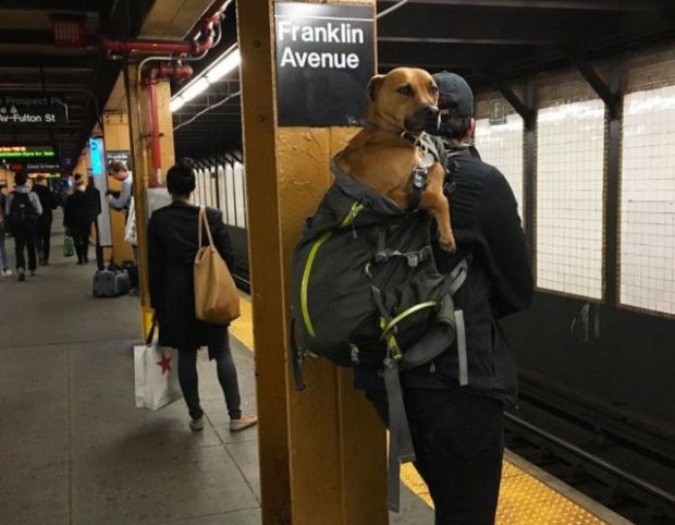 New York People Get Creative After Dogs Got Banned Out Of The Subway