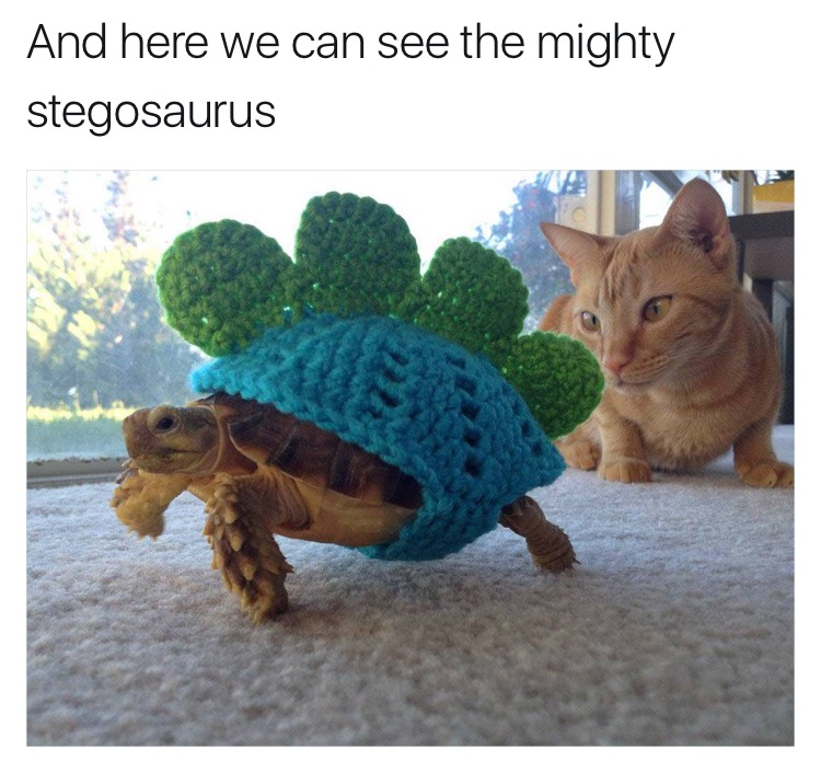 Awesome knitted modification for a turtle that makes him look like a mighty stegosaurus