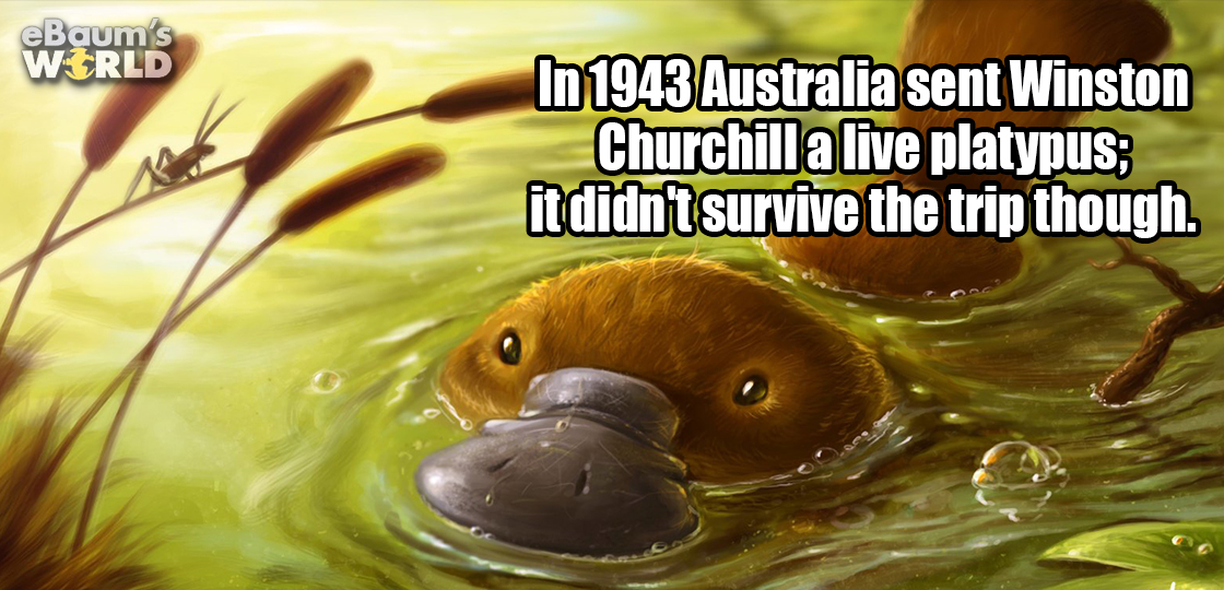 Fun Fact about how in 1943, Australia sent Winston Churchill a live platypus, but it didn't survive the trip. Drawing of platypus coming out of the water.