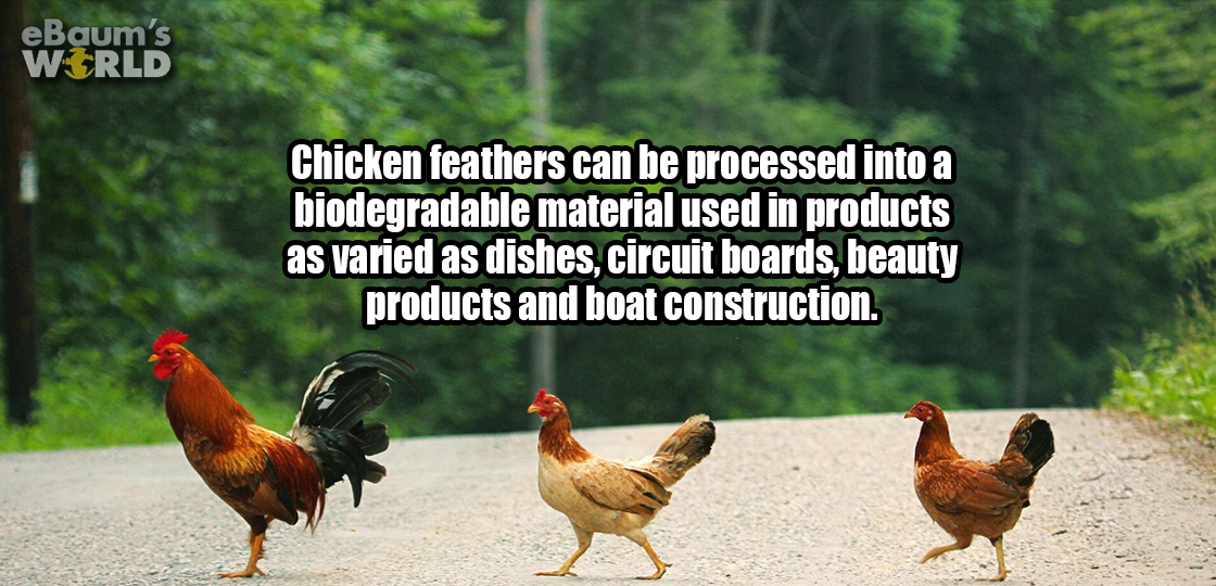 fun fact about all the wonderful things that chicken feathers can be used for.