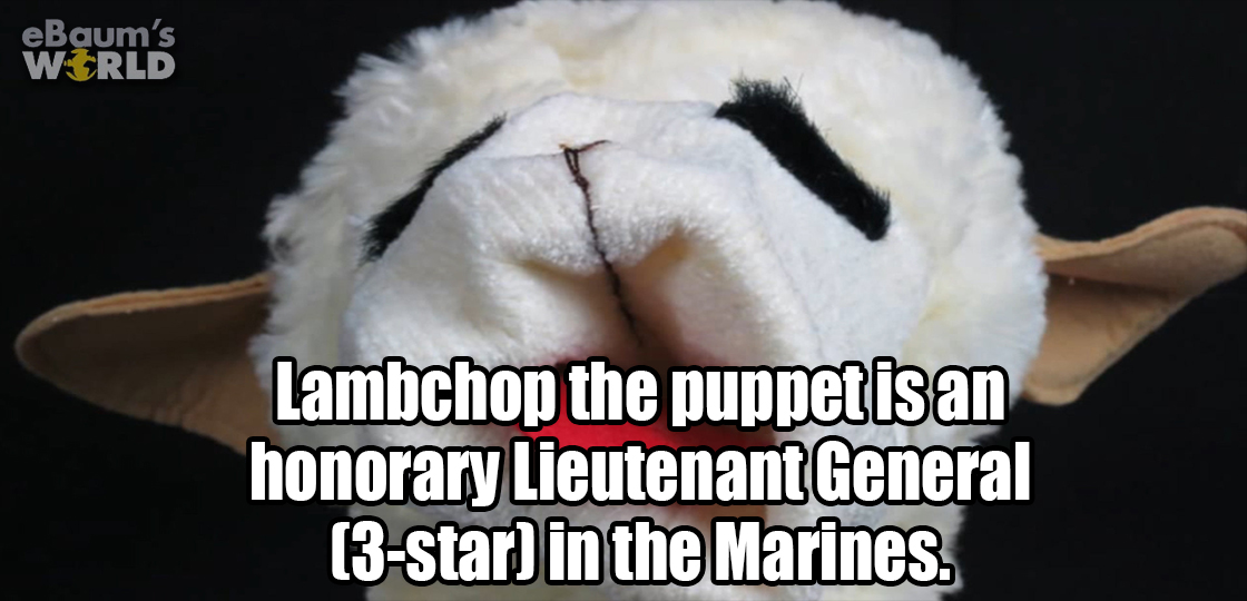 fun fact about how the Lambchop puppet is also an honorary 3-stars Lieutenant General in the Marines