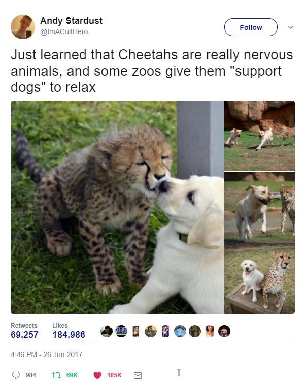 Finding Out Cheetahs Get Support Dogs Will Make Your Day