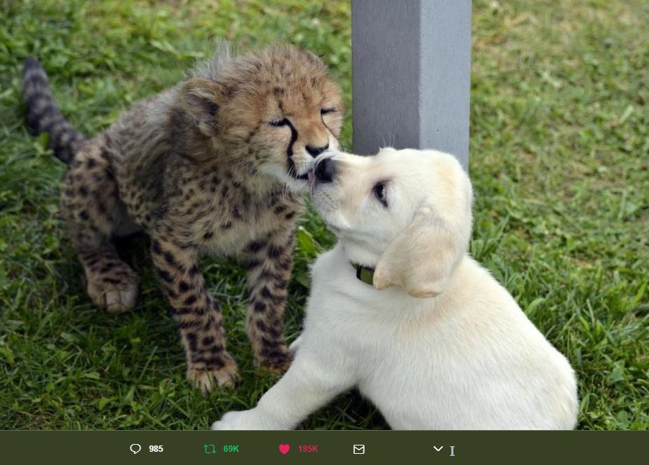 Finding Out Cheetahs Get Support Dogs Will Make Your Day