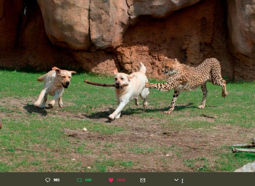 Finding Out Cheetahs Get Support Dogs Will Make Your Day