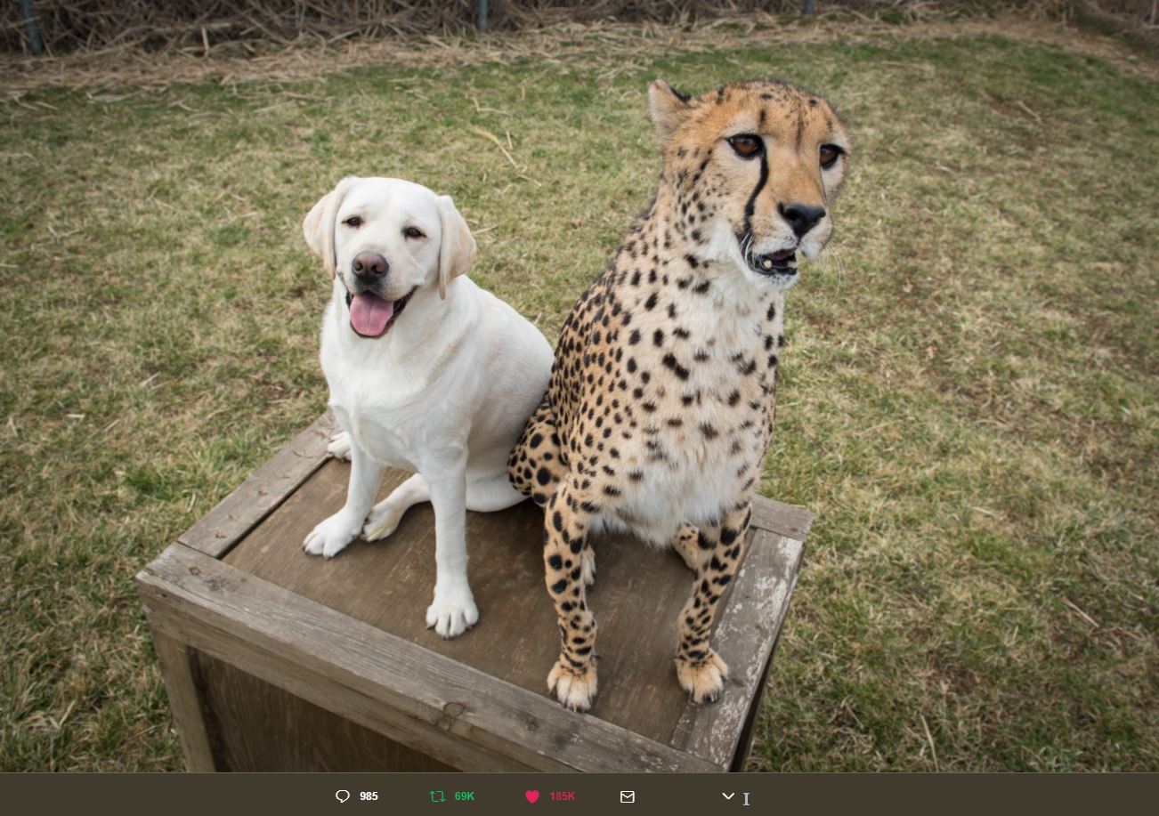 Finding Out Cheetahs Get Support Dogs Will Make Your Day