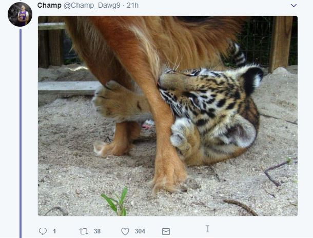 Finding Out Cheetahs Get Support Dogs Will Make Your Day