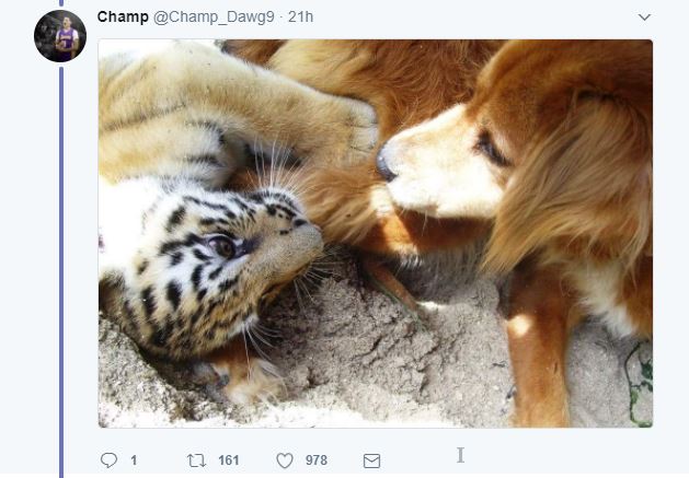 Finding Out Cheetahs Get Support Dogs Will Make Your Day