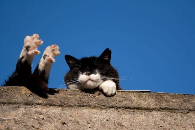 48 Pics Of Cats Enjoying The Sun For A Great Caturday