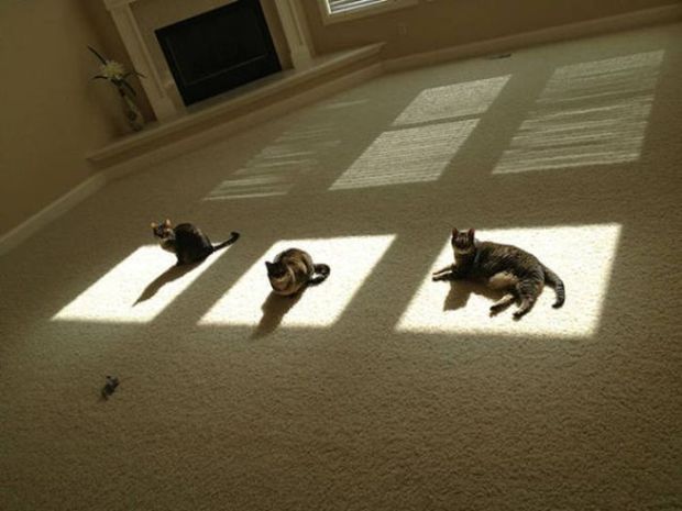 48 Pics Of Cats Enjoying The Sun For A Great Caturday