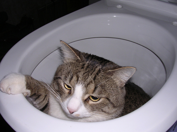 We have a separate bath and toilet, but there’s a hole in the wall between them, under the bath. Not long ago, we took in a kitten, and he developed this habit of wriggling through that hole and into the toilet! He’s still afraid of water in the sink or the bath, but the toilet is his favorite place. Now he’s grown up and doesn’t fit in the hole anymore. So he goes to the kitchen, kicks over his water bowl, and plunges right into the spill.