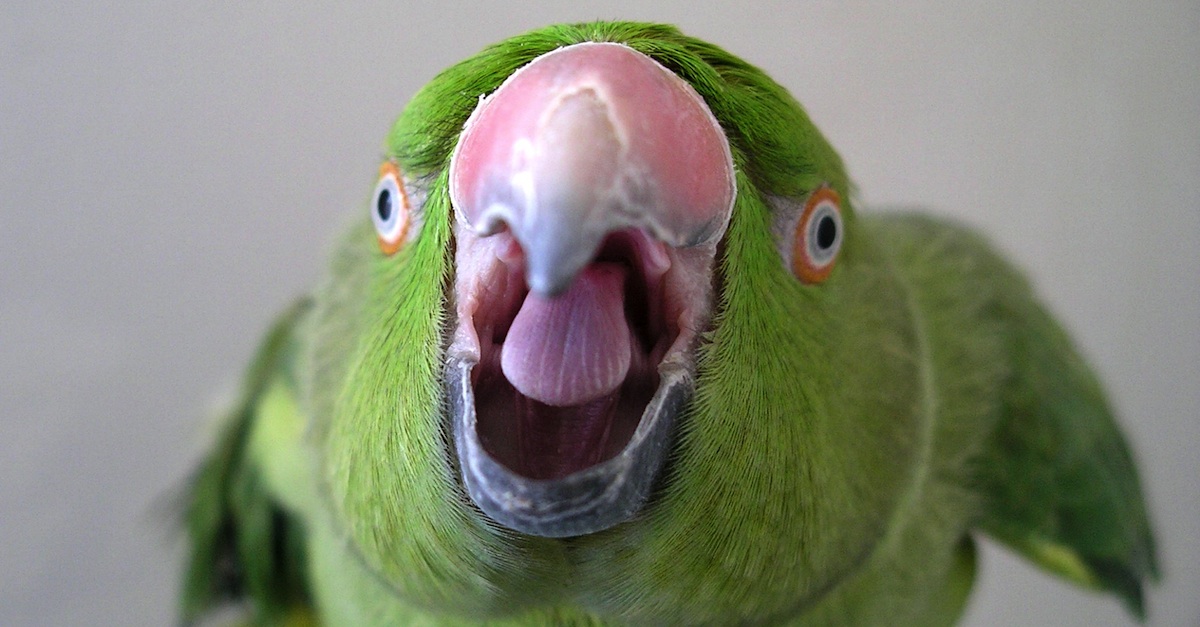 I hate my parrot. When I’m in another room, he mimics my phone’s ringtone. I run to pick up, and there’s nothing. But if I just ignore it, there are dozens of missed calls! Changing the ringtone helps for a couple of days at most, and I’m not talking about alarms now. Feathered bastard!