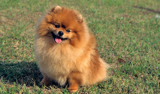 I have a pet Pomeranian. We rarely go for walks together, but he loves them. Yet still, if we walk for more than 20 minutes, he starts pretending he’s broken both his front legs: he digs his nose into the ground and squeals. The first time I got real scared, and the second time too. Now it’s not working, but I still have to take him in my hands and carry him home.