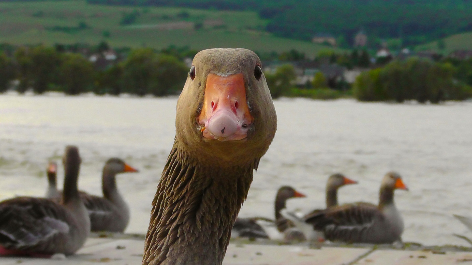 I’ve got a pet. His name’s George, and he’s a goose. As a kid, I used to live on a farm, where my grandma had some birds and animals. One day, she wanted to kill a goose, but he ran away, came to me, and literally begged for protection. I didn’t give him away, and from then on, he’s been following me everywhere. We sold the farm after some time to buy two apartments in town, and now my mom lives with my grandma, and I’ve been living with George ever since. Ever seen a guy who’s lived with a goose for 18 years? That’s me!