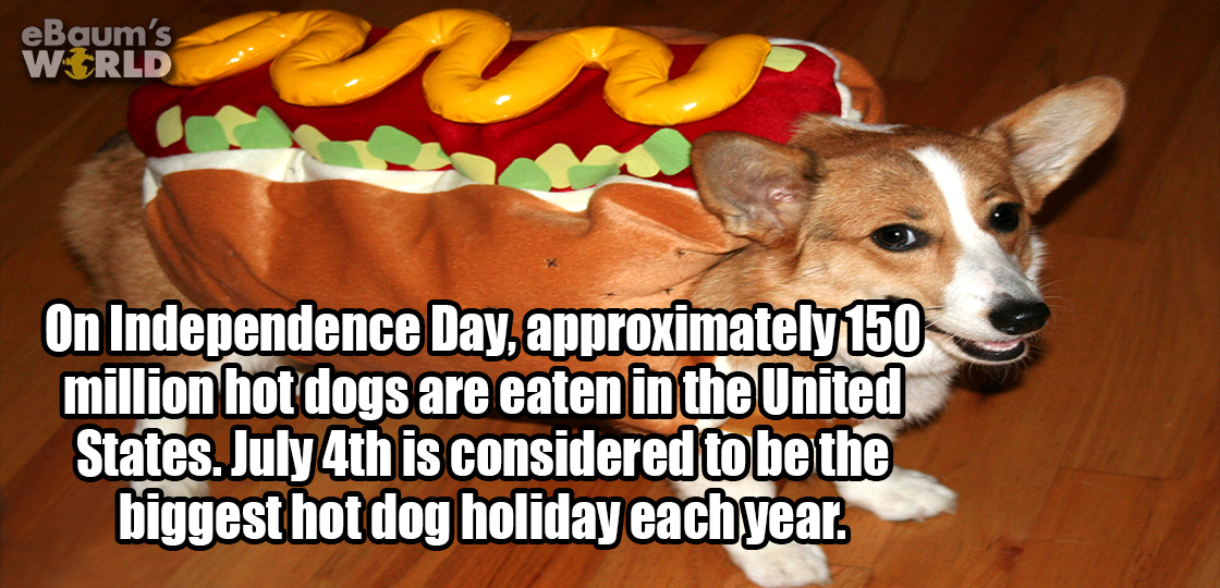 Picture of dog dressed as a hot dog and fun fact about how roughly 150 million hot dogs are eaten on July 4th in the United States.