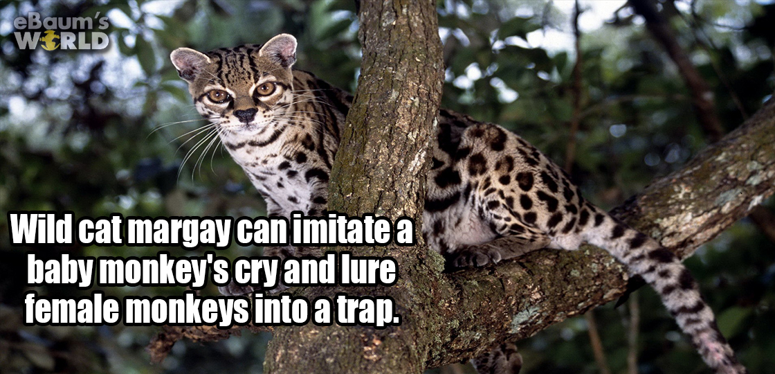 margay hd - eBaum's World Wild cat margay can imitate a baby monkey's cry and lure female monkeys into a trap.
