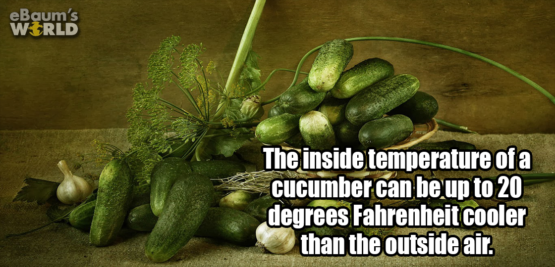 eBaum's World The inside temperature of a cucumber can be up to 20 degrees Fahrenheit cooler than the outside air.