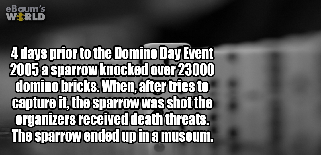 sorry it took so long - eBaum's World 4 days prior to the Domino Day Event 2005 a sparrow knocked over 23000 domino bricks. When, after tries to capture it, the sparrow was shot the organizers received death threats. The sparrow ended up in a museum.