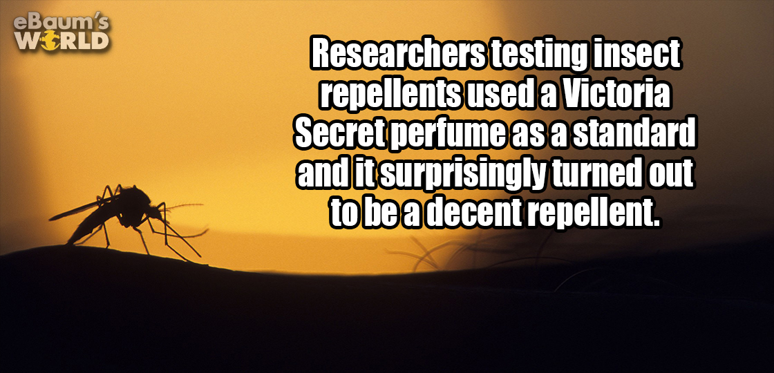 sorry it took so long - eBaum's World Researchers testing insect repellents used a Victoria Secret perfume as a standard and it surprisingly turned out to be a decent repellent.