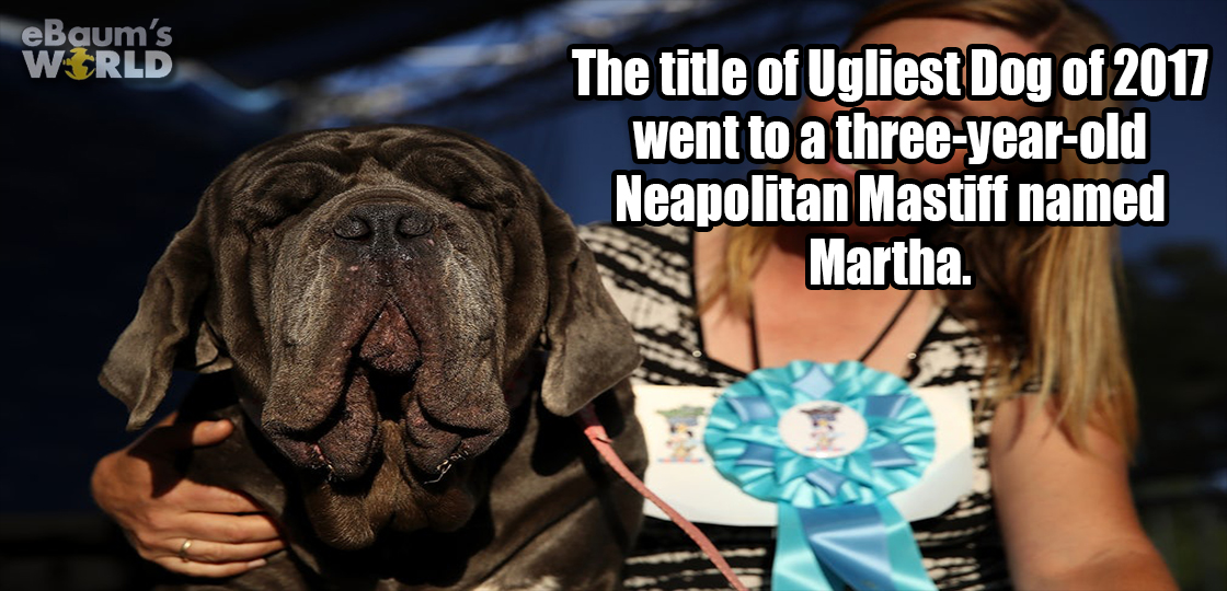 dog - eBaum's World The title of Ugliest Dog of 2017 went to a threeyearold Neapolitan Mastiff named Martha.