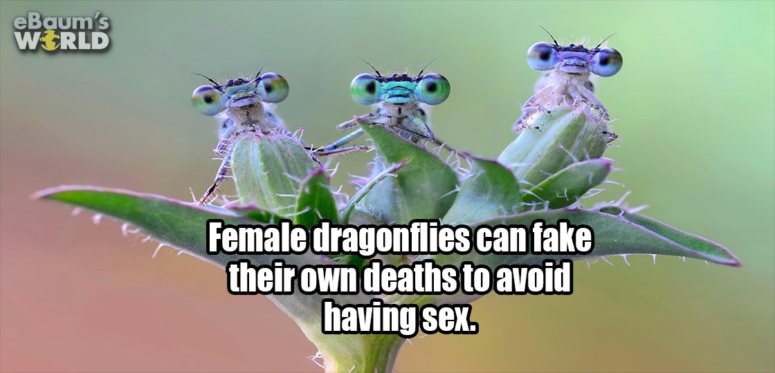 eBaum's World Gala Female dragonflies can fake their own deaths to avoid having sex.