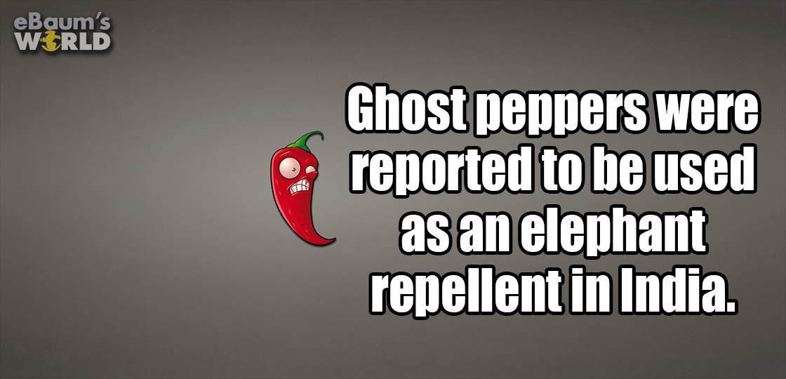 graphics - eBaum's World Ghost peppers were reported to be used as an elephant repellent in India.