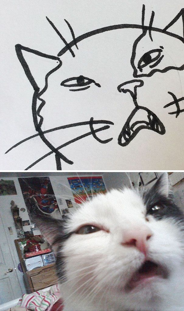 CATURDAY SPECIAL- The Famous Cats Of The Web Poorly Drawn