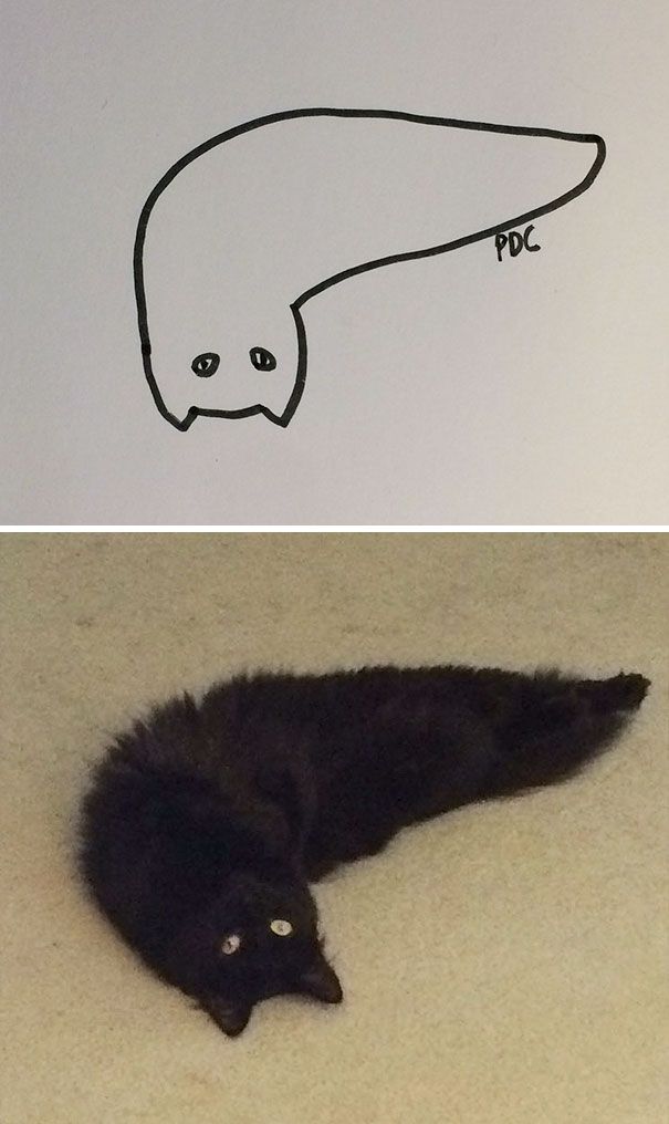 CATURDAY SPECIAL- The Famous Cats Of The Web Poorly Drawn