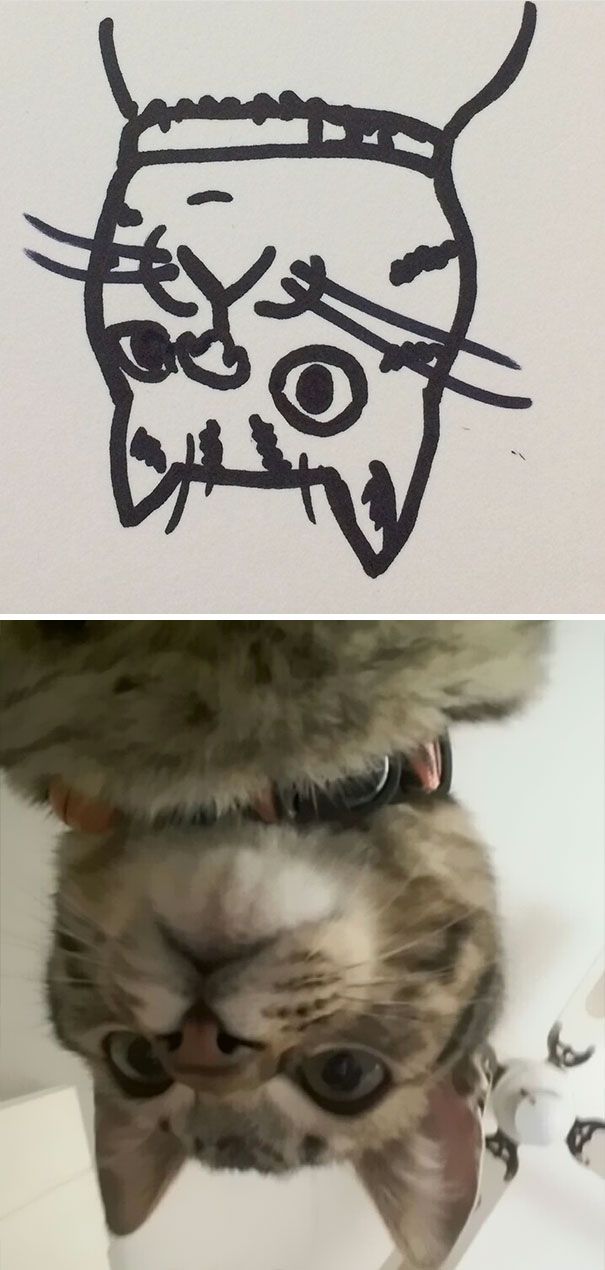 CATURDAY SPECIAL- The Famous Cats Of The Web Poorly Drawn