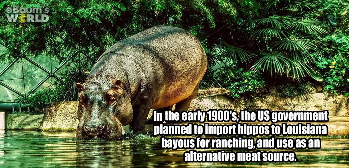 hippopotamus wallpaper hd - In the early 1900's the Us government planned to import hippos to Louisiana bayous for ranching, and use as an alternative meat source.