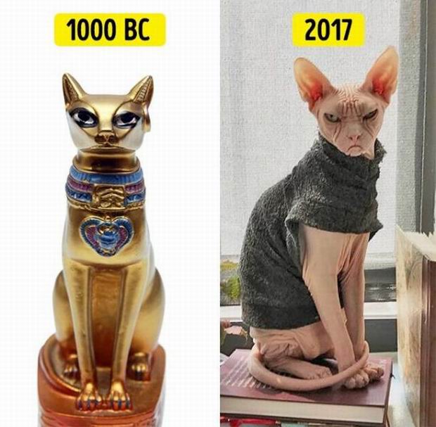 1000 BC cat statue and 2017 sphynx statue wearing sweater.