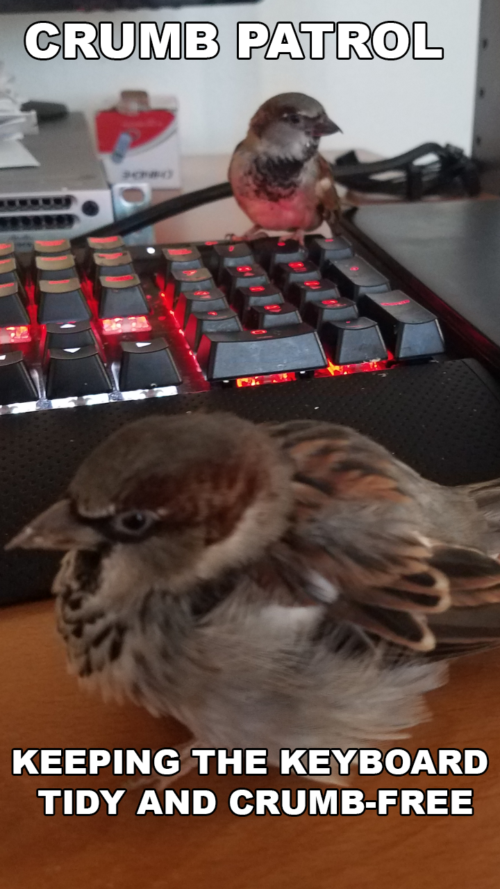 gaming crumbs under keyboard meme - Crumb Patrol Keeping The Keyboard Tidy And CrumbFree