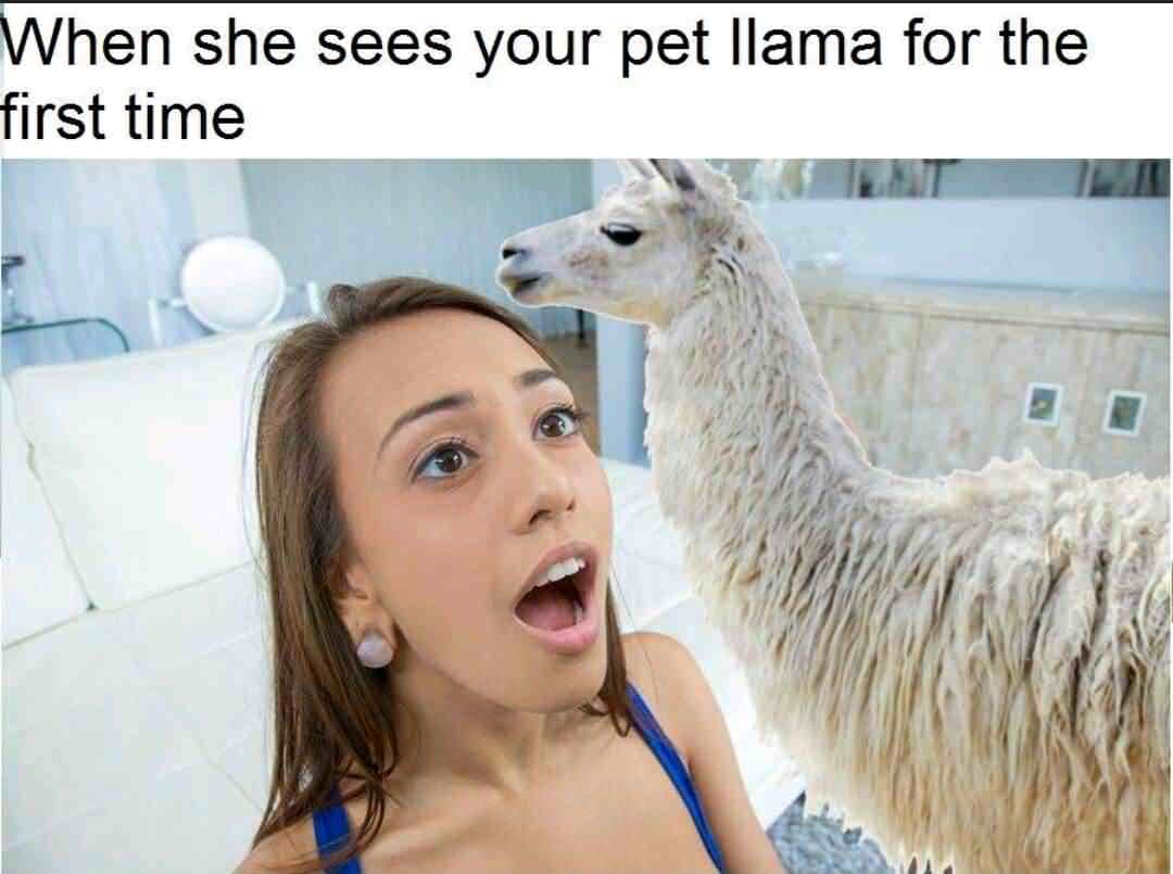 she sees your pet llama - When she sees your pet llama for the first time