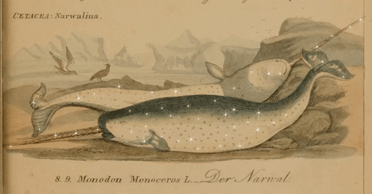 Monodon monoceros, the narwhal, from Die Cetaceen oder Walthiere, (1846) by H.G. Ludwig Reichenbach.