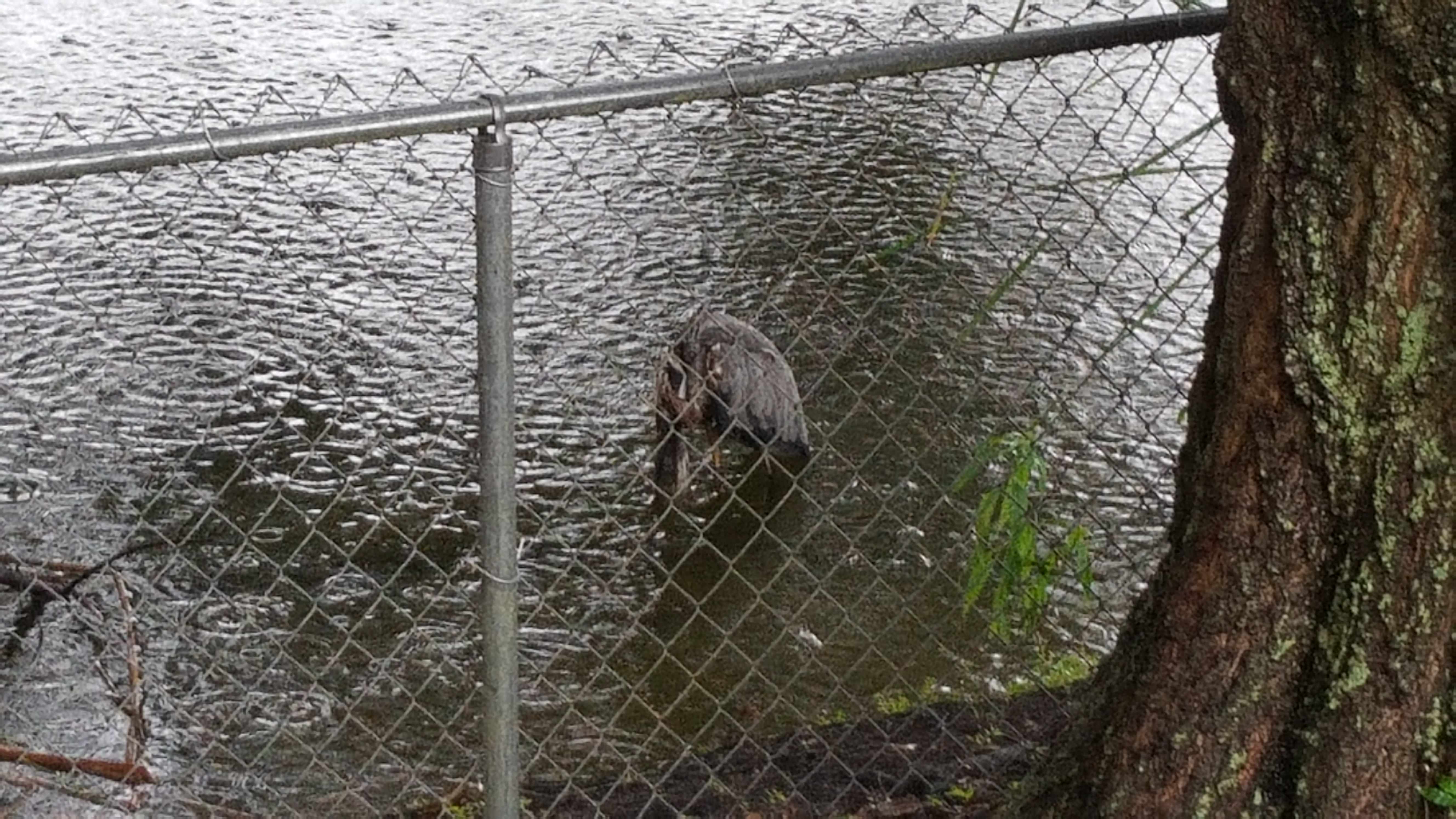 "Was working outside of my house and saw a strange object in the water."