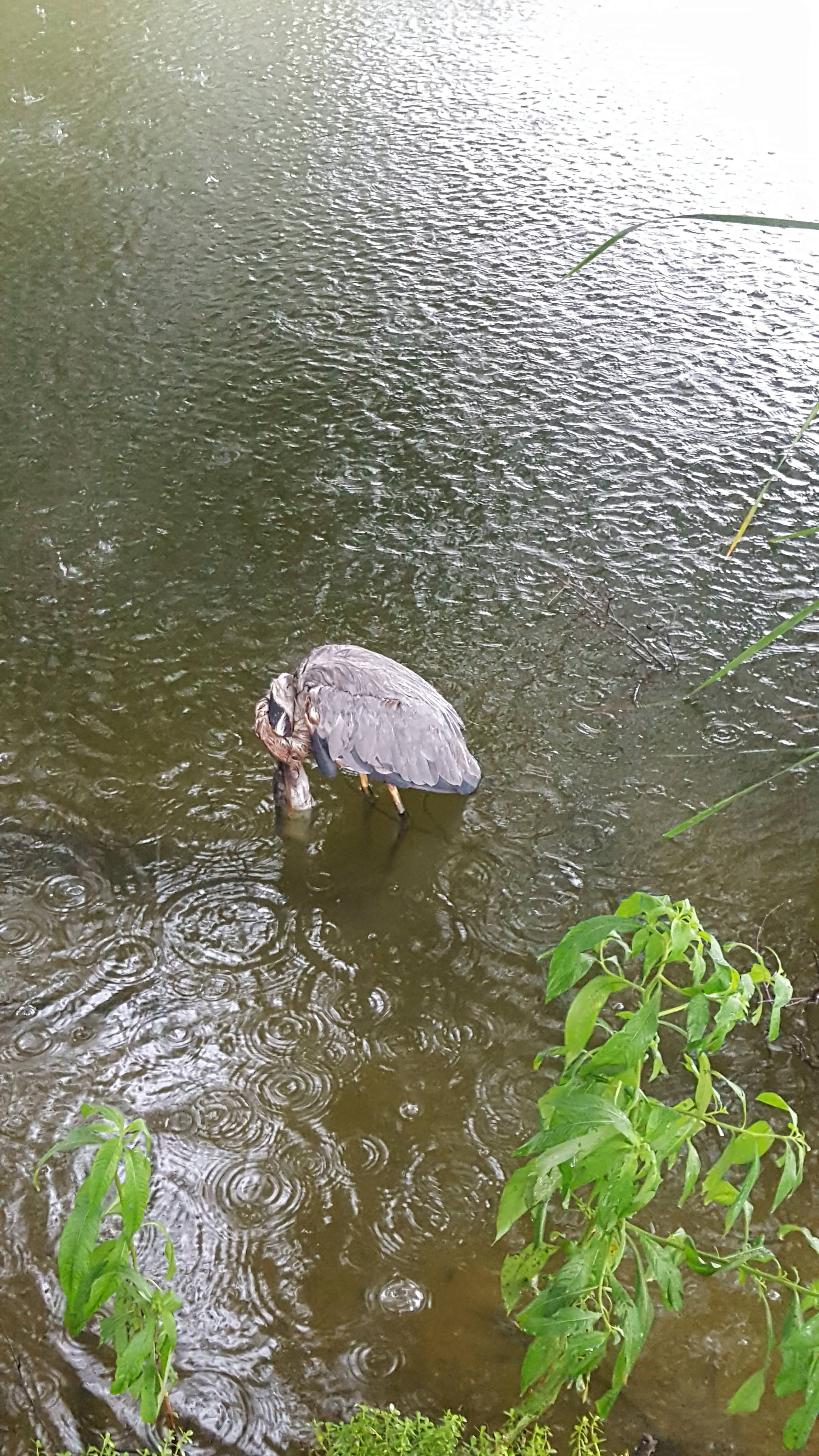 At first glance it looked like a dead heron, but it was standing up with a fish hanging out of its mouth.