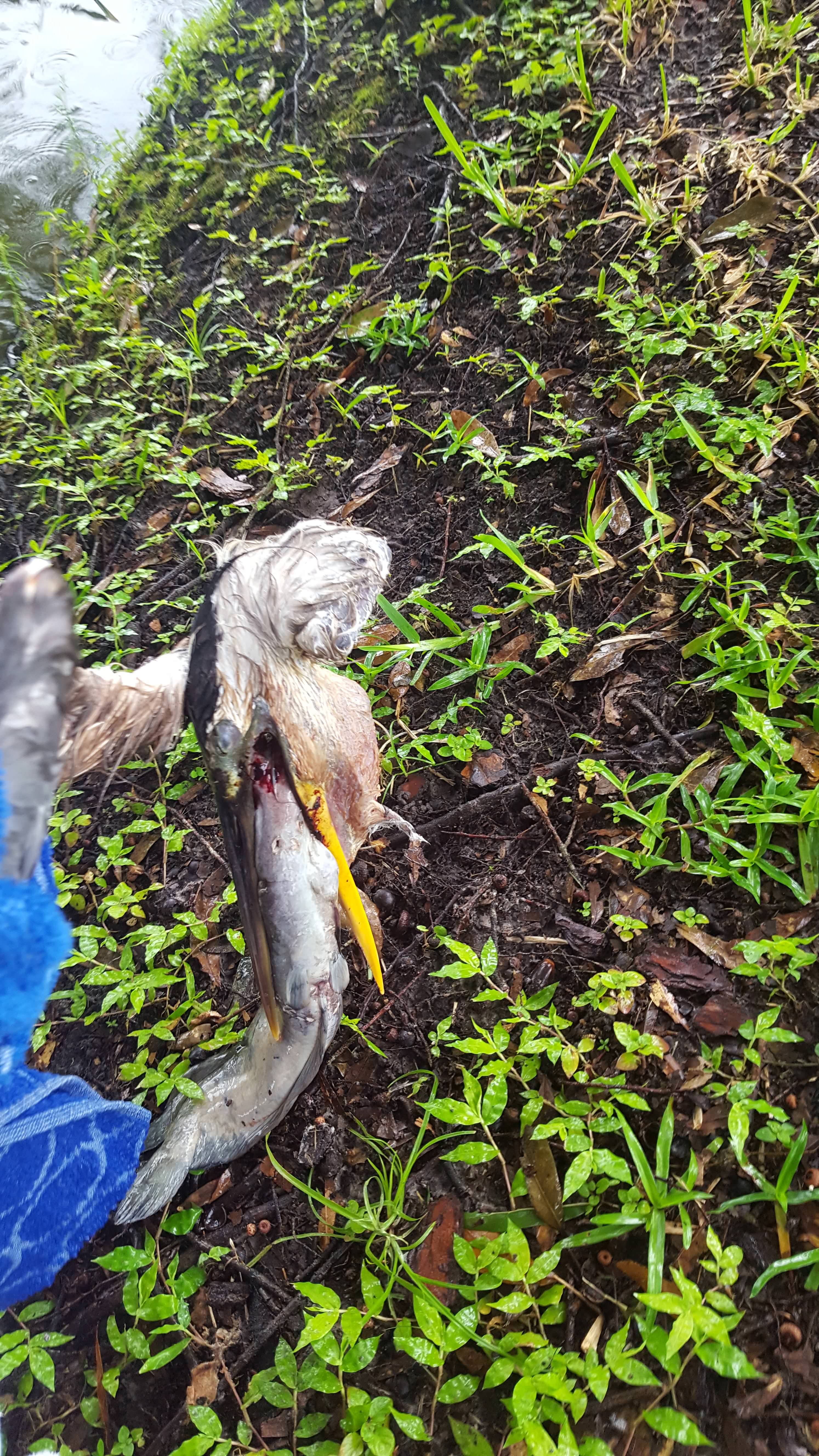 "I decided to grab the pool skimmer and some towels. I was not going in the water, we got gators! It didn't put up too much of a fight. One I got it up on dry land, I could see what was going on. The bird got a catfish, but the sharp barbs on the catfish did their job and prevented the bird from eating the fish."