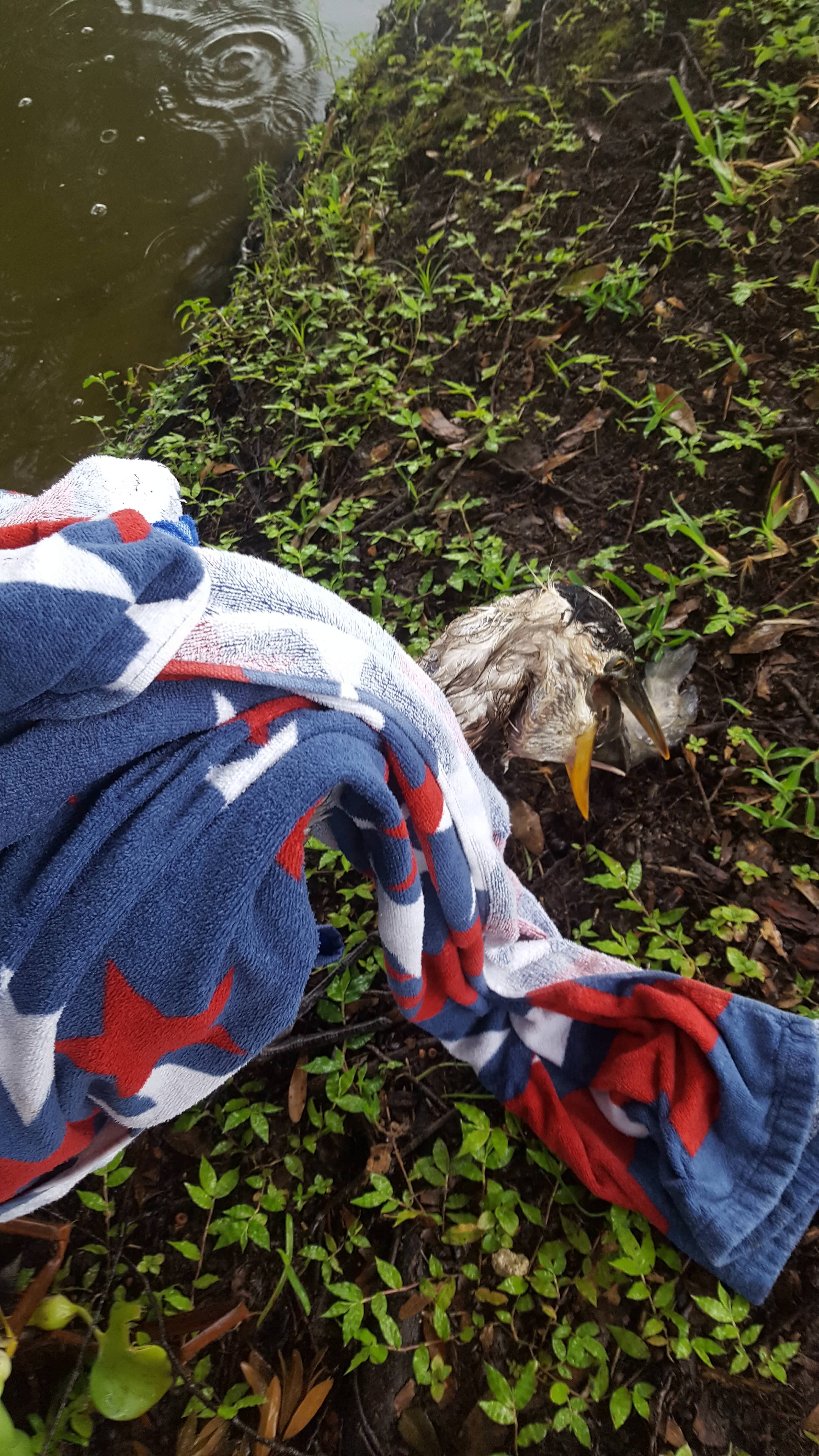 "The barbs went through the bottom of the beak and up into the top of the mouth as well. Poor dude. Catfish was dead... put up a good fight though."