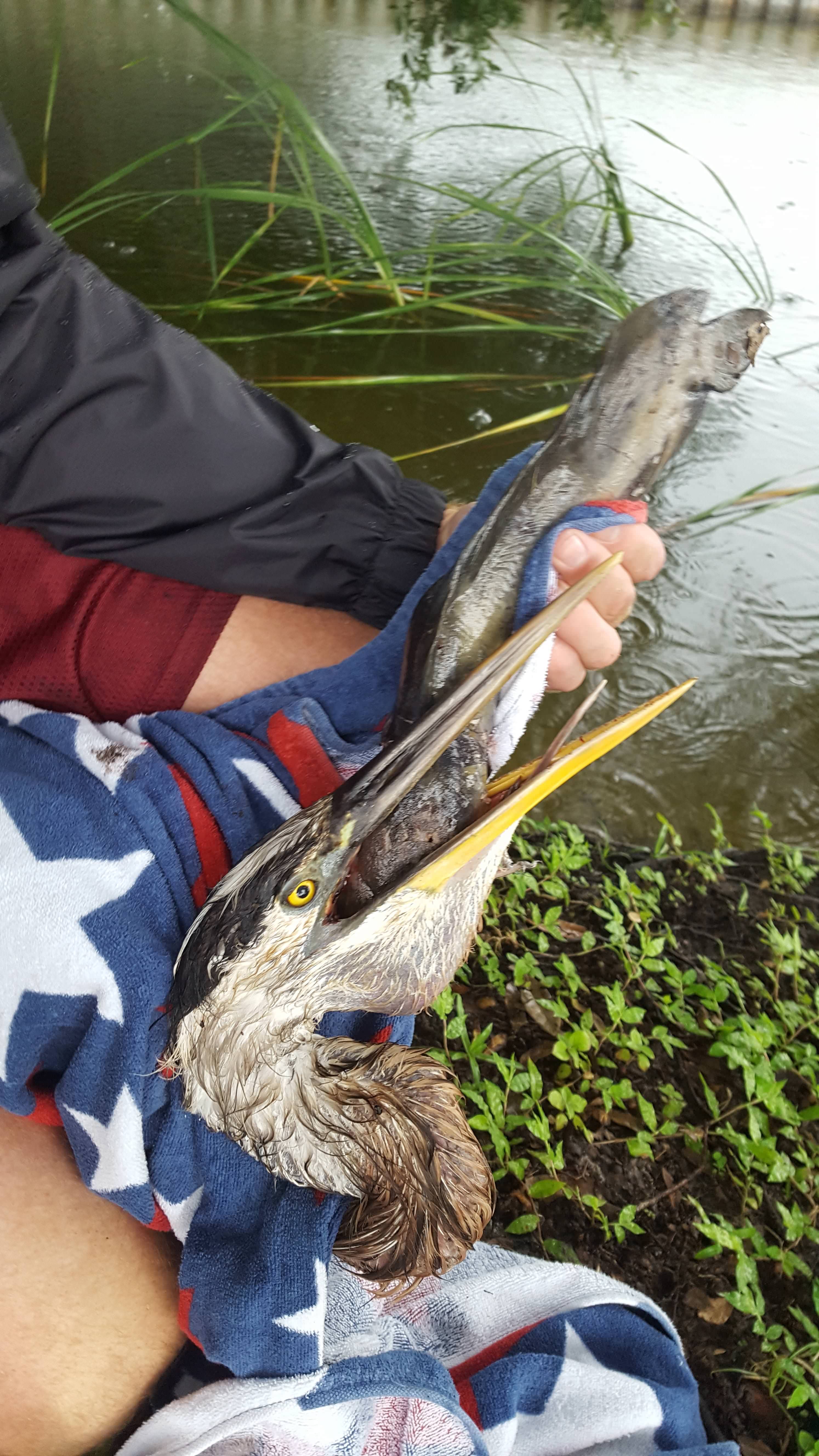 "After pinning the Heron down with my legs and prying open the beak with my hands, I was able to slowly remove the fish from its mouth."