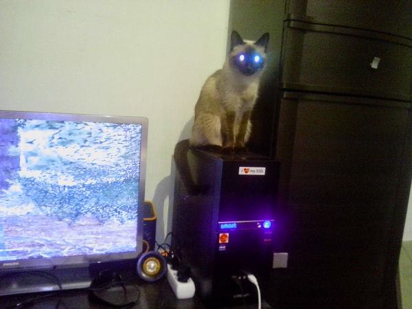 Glowing cat eyes on a blowing gaming computer