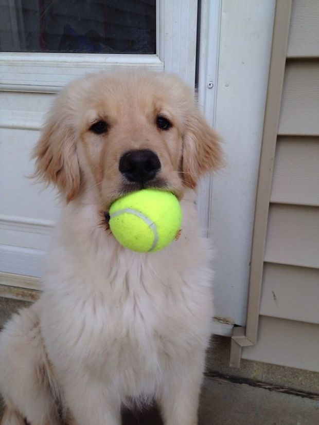 puppy holding a ball