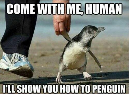 funny penguins - Come With Me, Human I'Ll Show You How To Penguin
