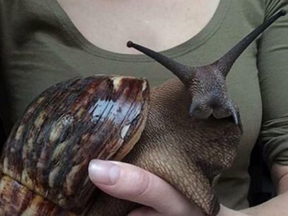 This is a Giant African Snail, as you can see he is BIG.