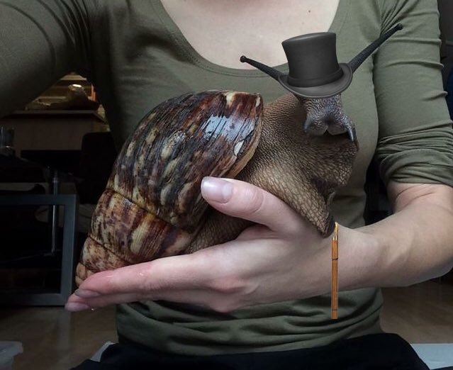 ... and posted remakes of the original pics. Madds said this isn't her snail, she just took the pic from someones blog to make the joke. Madds added that the snail, cute as it is, can't be a pet in the US or Canada. By the way- it's called Snabbit.