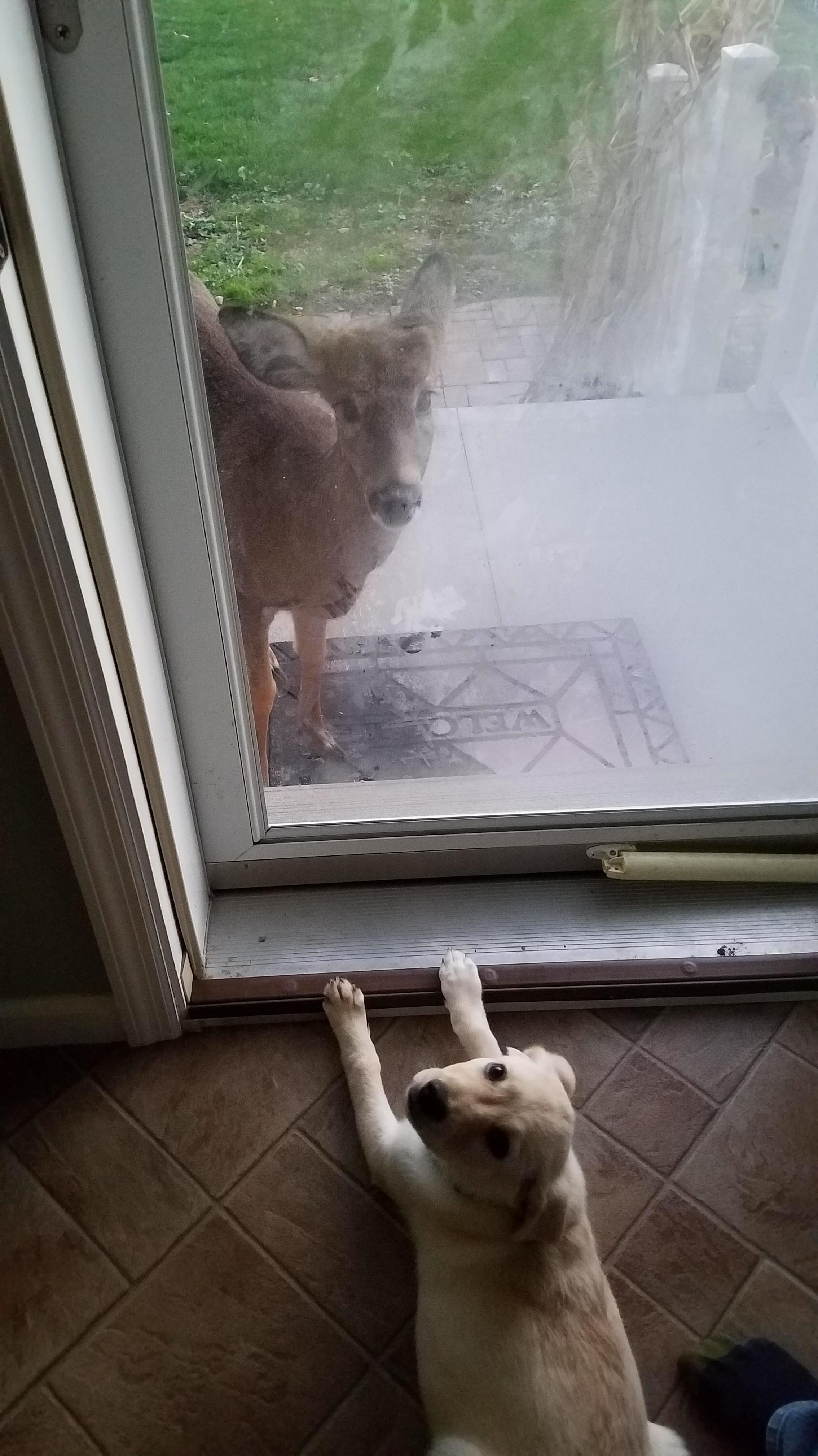 The little dears survived the storm, and their supposed leader came back many times. He is probably friends with the dog. Cheers little deer.