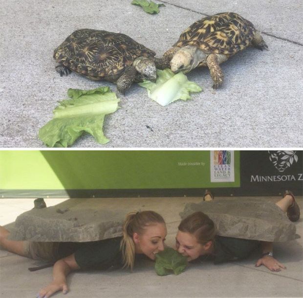Zoo Keepers Have Fun And Recreate Photos Of Animals