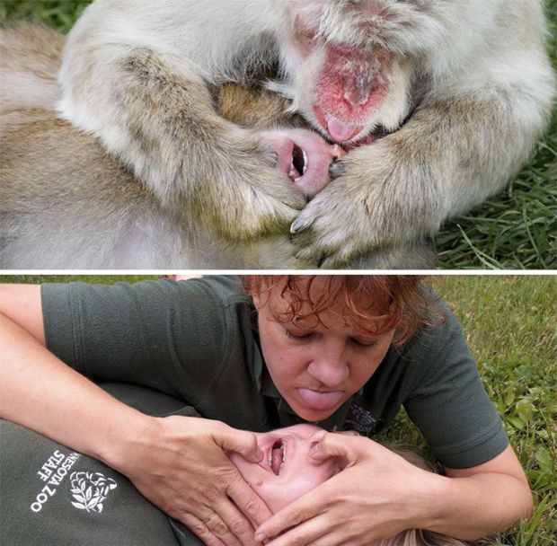 Zoo Keepers Have Fun And Recreate Photos Of Animals