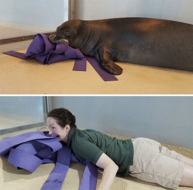 Zoo Keepers Have Fun And Recreate Photos Of Animals